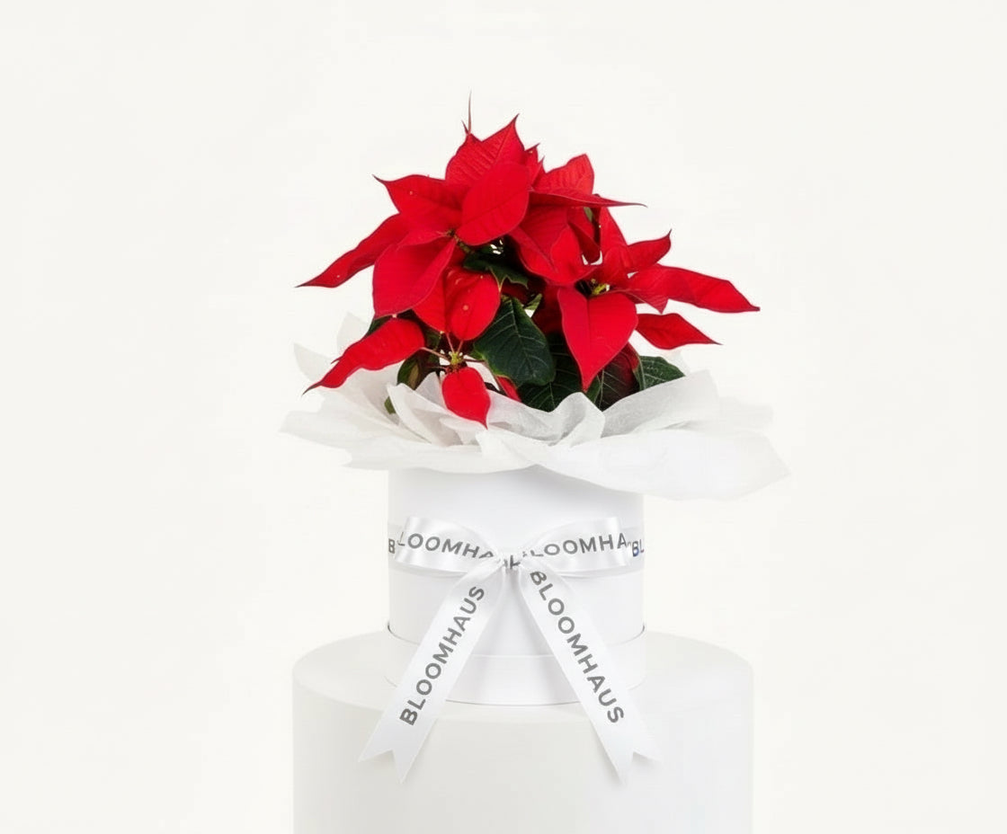 Poinsettia in hatbox for Christmas delivery across Melbourne free delivery from McKinnon