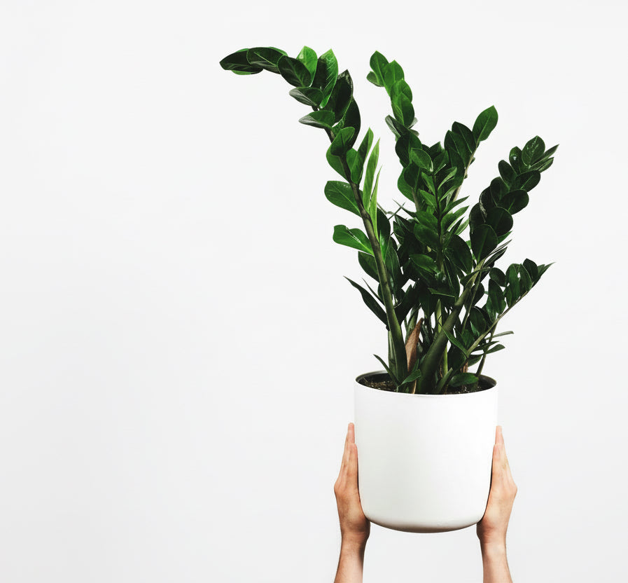 ZANZIBAR GEM PLANT- MEDIUM | Blooms & Greenery