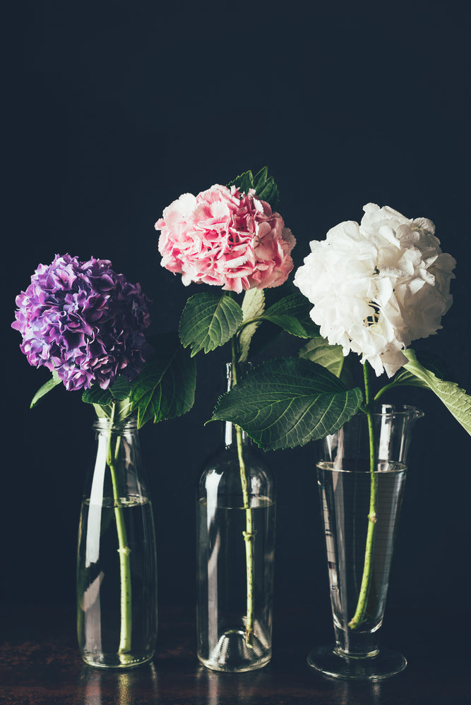 Hydrangea 