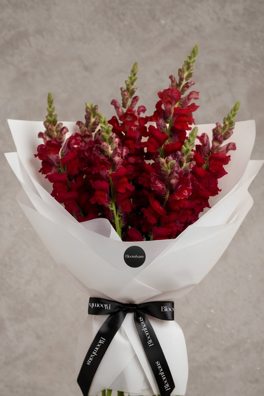 Burgundy red snapdragons in a dense floral cluster, vibrant and lush, by Bloomhaus Melbourne.