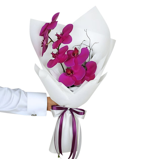 Phally - Phalaenopsis Orchid Stem