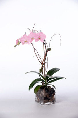 Mini Phalaenopsis Indoor Plant - BLOOMHAUS MELBOURNE