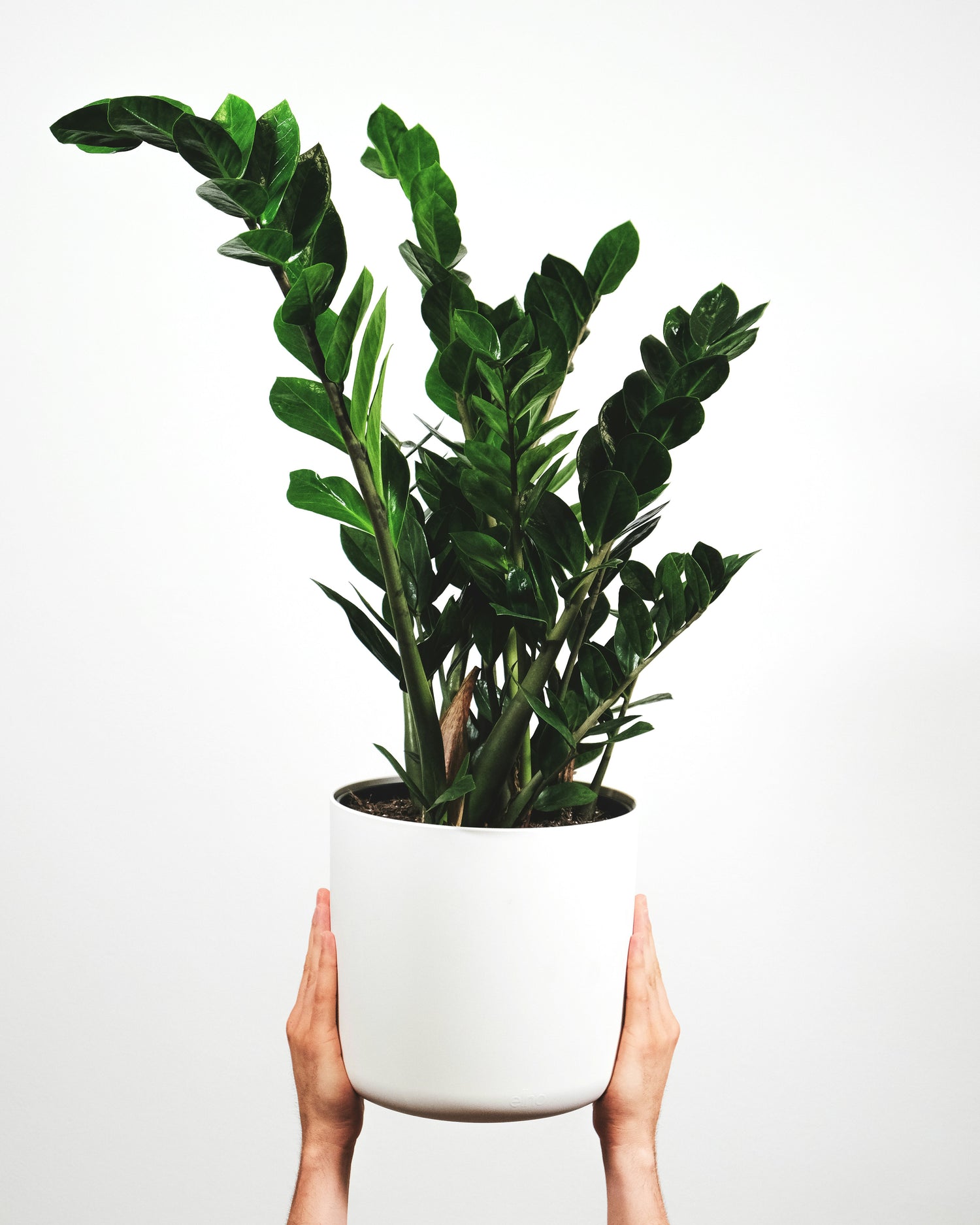 ZANZIBAR  GEM PLANT-  MEDIUM - BLOOMHAUS MELBOURNE