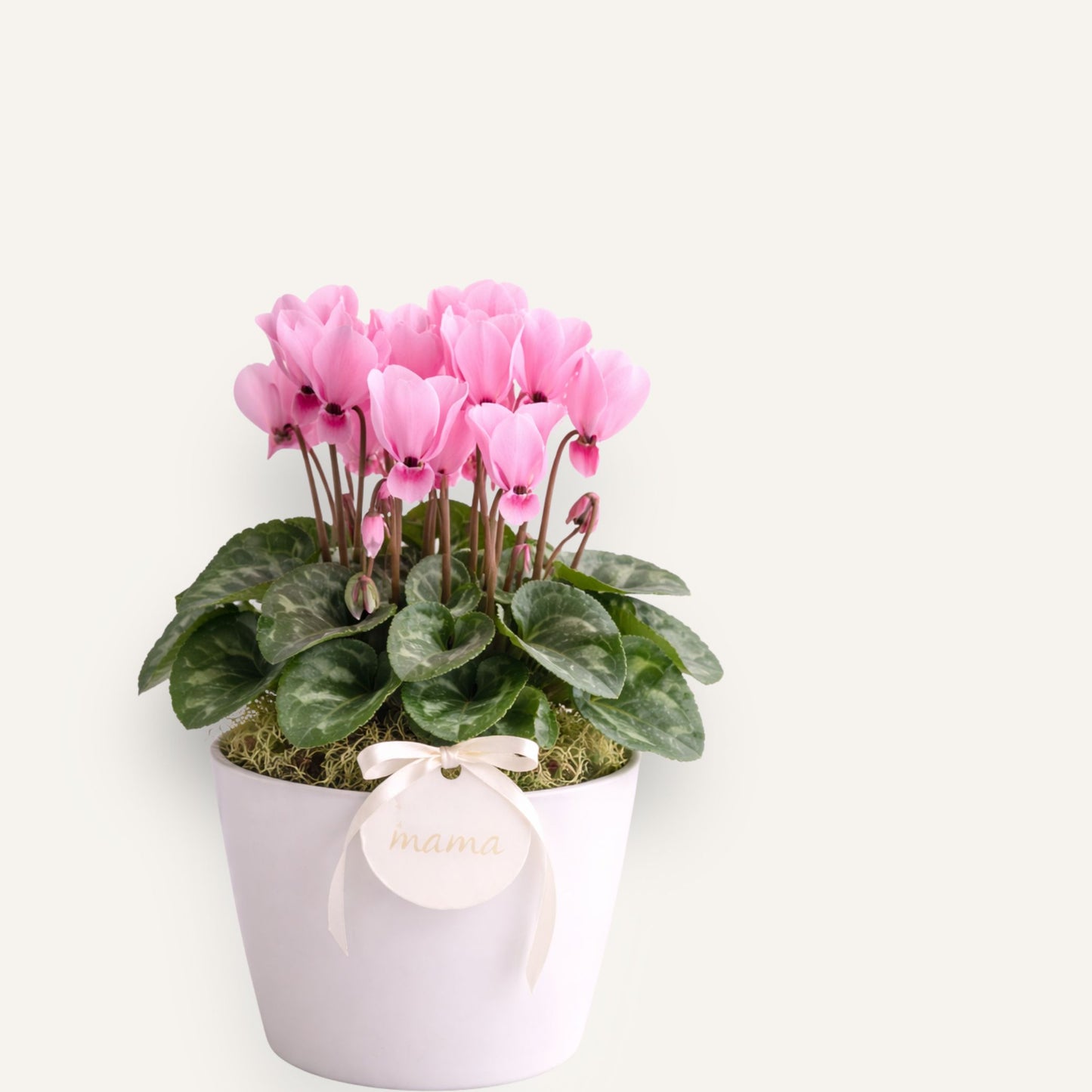 BLOOMHAUS MELBOURNE Flower arrangement Cyclamen plant
