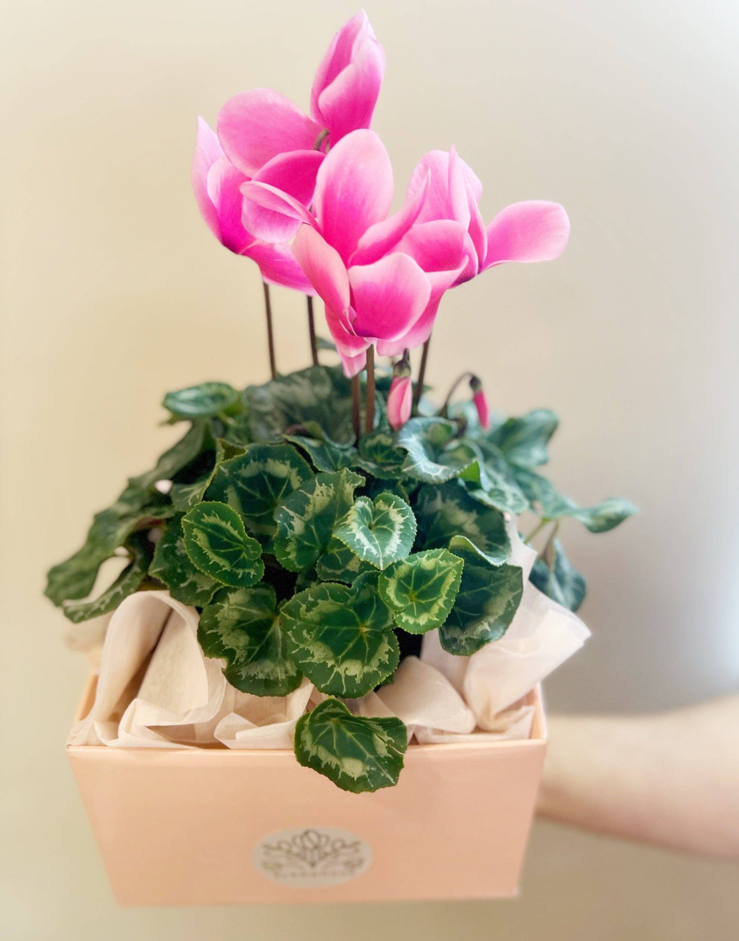 BLOOMHAUS MELBOURNE Flower arrangement Cyclamen plant