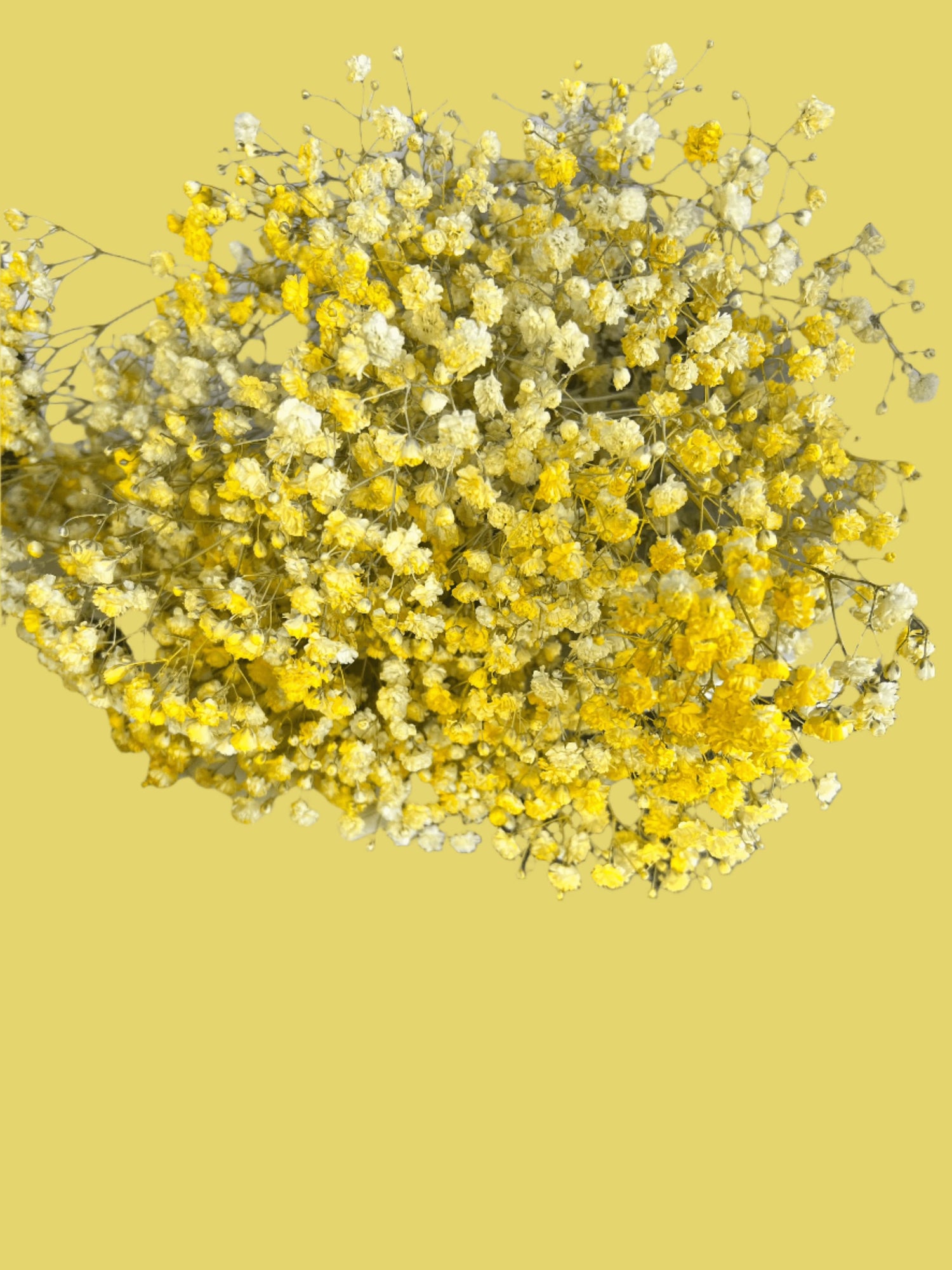 BLOOMHAUS MELBOURNE Flower arrangement Fairy Floss -Babies Breath Bouquet with Glitter Option