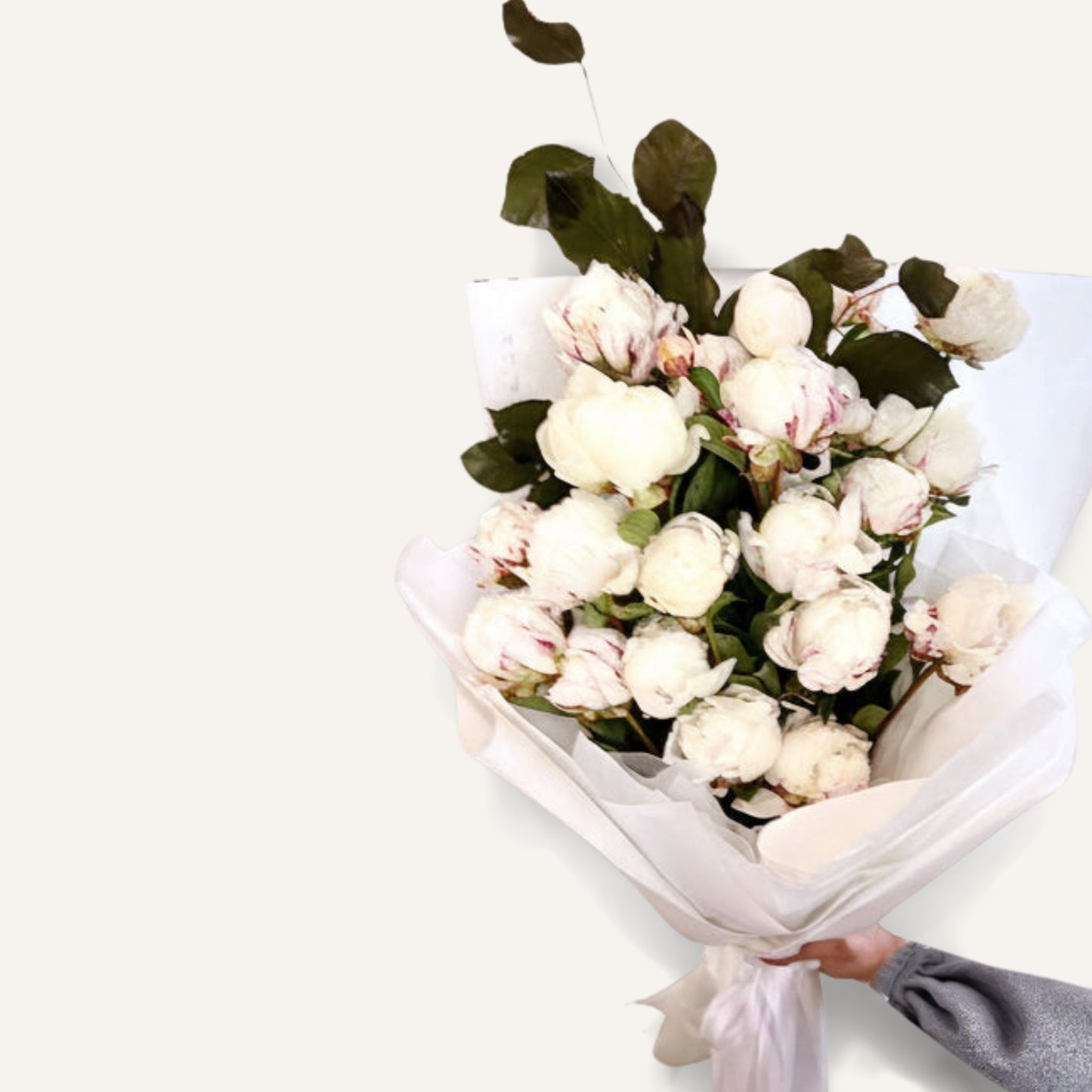 BLOOMHAUS MELBOURNE Flowers > Peonies Peonies en mass | Premium seasonal stems