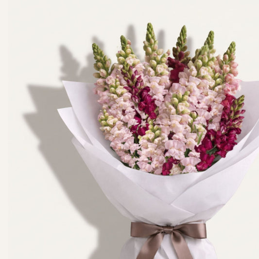 BLOOMHAUS MELBOURNE Flowers > snapdragons Snapdragons en mass 🐾