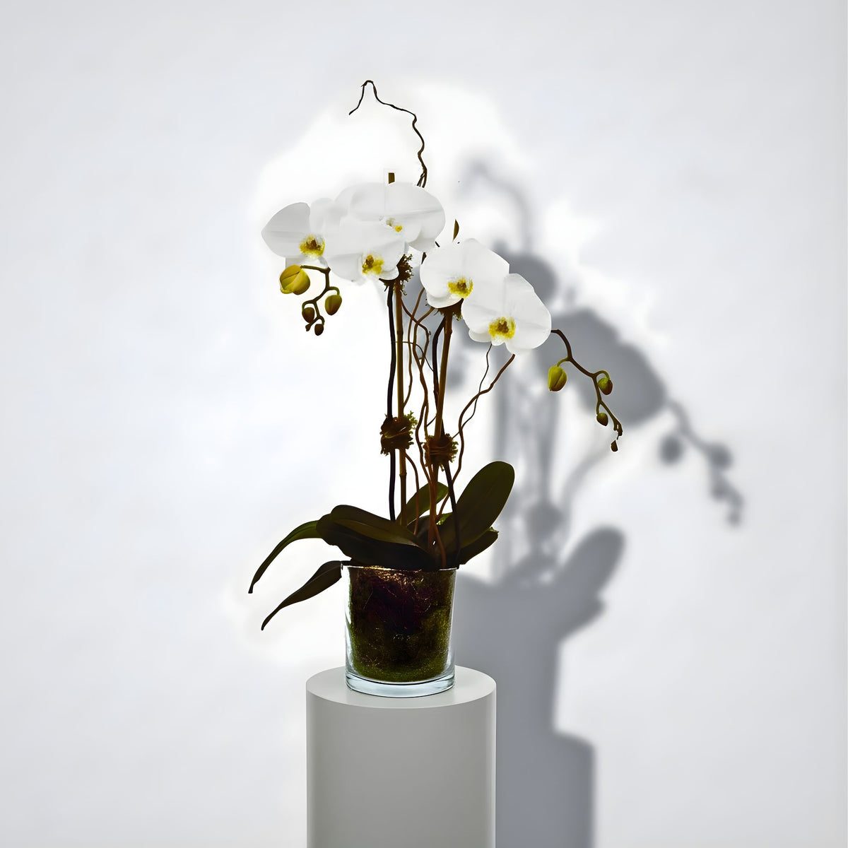 Phalaenopsis Indoor Plant delivery | Moonee Ponds Florist – BLOOMHAUS ...