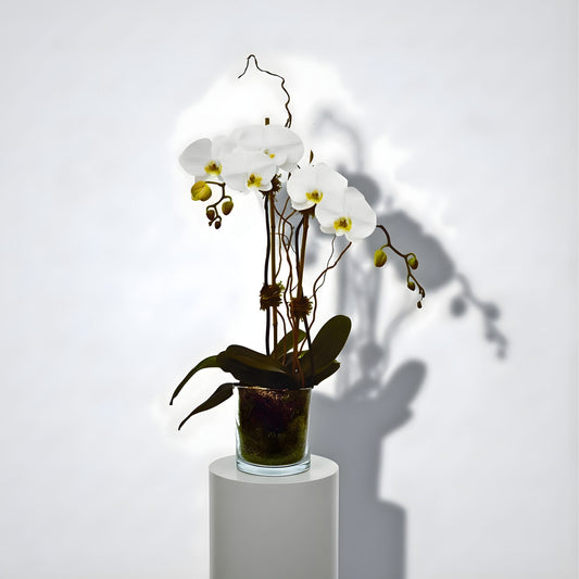 Large BLOOMHAUS MELBOURNE Phalaenopsis orchid indoor plant with vibrant white blooms and lush green leaves.