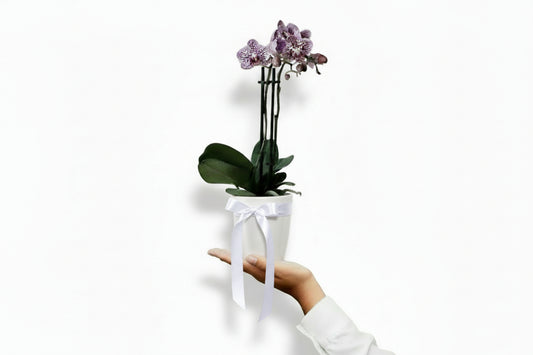 BLOOMHAUS MELBOURNE Indoor Plant > orchid Mini Phalaenopsis Indoor Plant