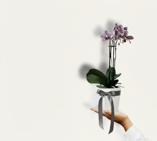 BLOOMHAUS MELBOURNE Indoor Plant > orchid Mini Phalaenopsis indoor plant