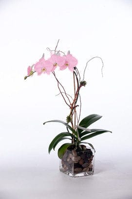 BLOOMHAUS MELBOURNE plant Mini Phalaenopsis Indoor Plant