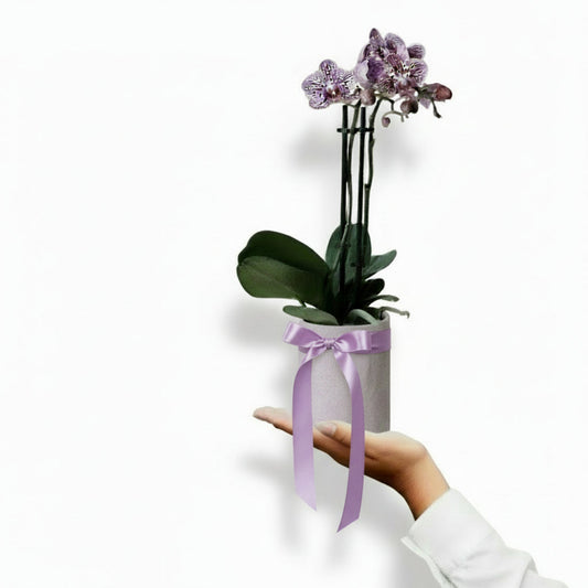 Mini Phalaenopsis Indoor Plant - BLOOMHAUS MELBOURNE