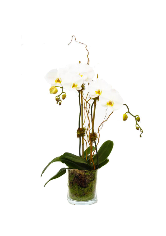 Large Phalaenopsis Plant - BLOOMHAUS MELBOURNE