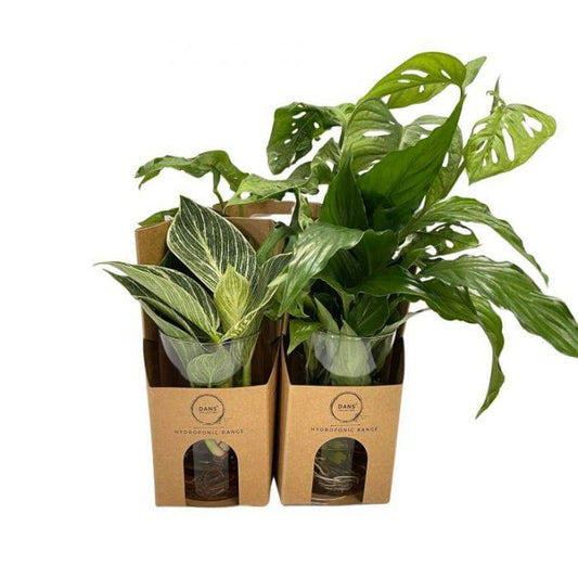 BLOOMHAUS MELBOURNE Hydroponic Indoor Plant
