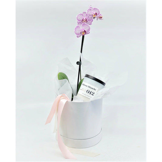BLOOMHAUS MELBOURNE Orchid Love - Medium Phaleonopsis Orchid