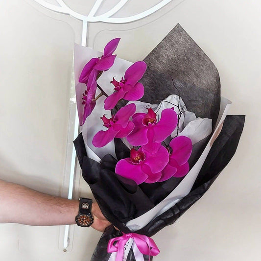 BLOOMHAUS MELBOURNE Phally - Phalaenopsis Orchid Stem